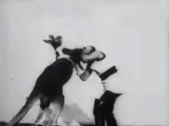 Film still of a kangaroo boxing in a Skladanowsky Brother's film. 
